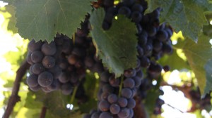 CCOVI - photo of grapes