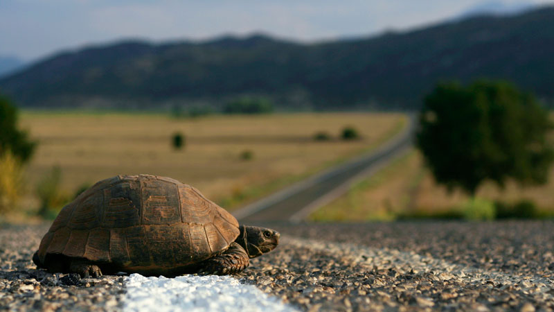 turtle crossing a road