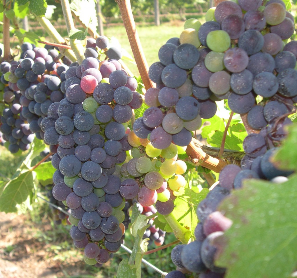 grapes-for-web2