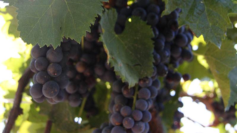 CCOVI's VineAlert program has launched again for another year.