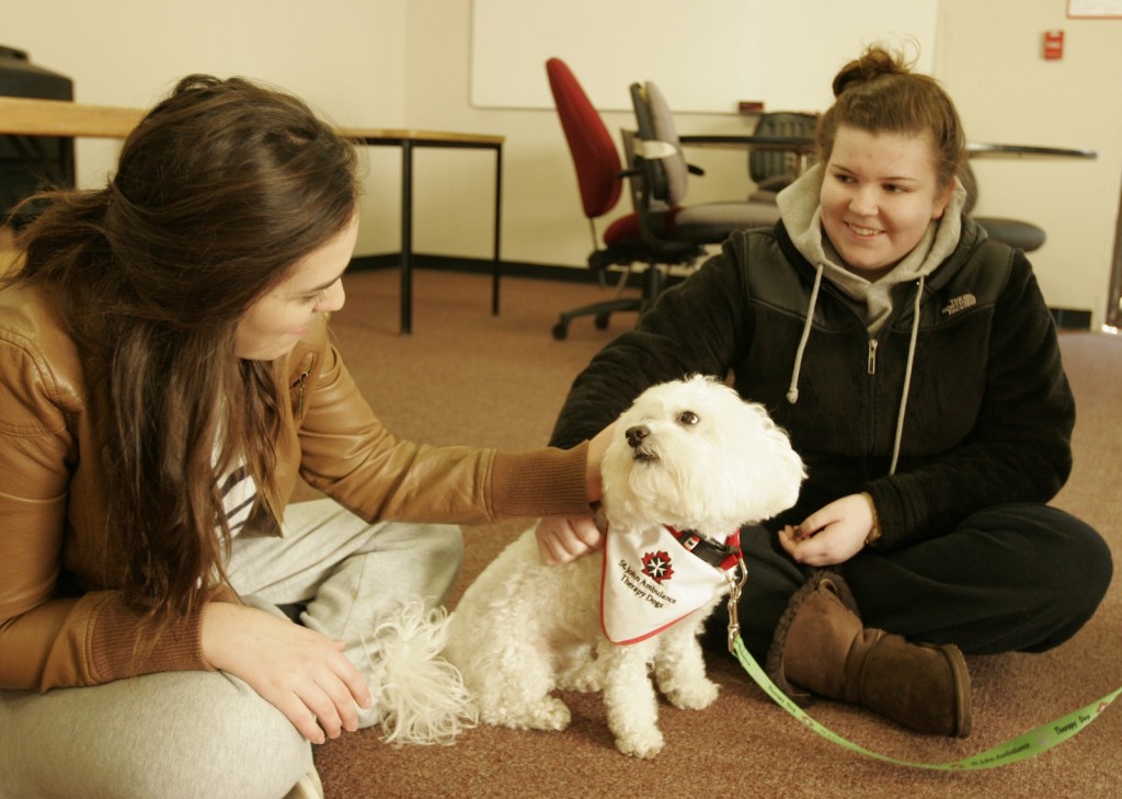 Buddy the therapy dog was one of eight canines on campus Wednesday to help students de-stress in a puppy room during exams.