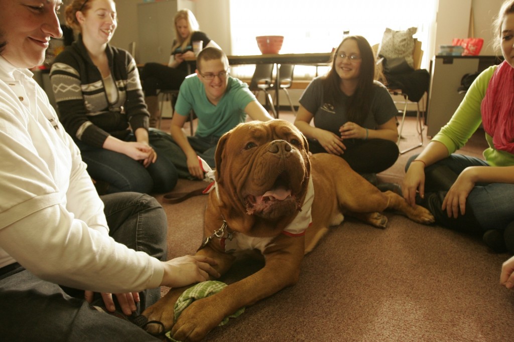 Kruz, a four-year-old French Mastiff, hams it up for students in the puppy room. 