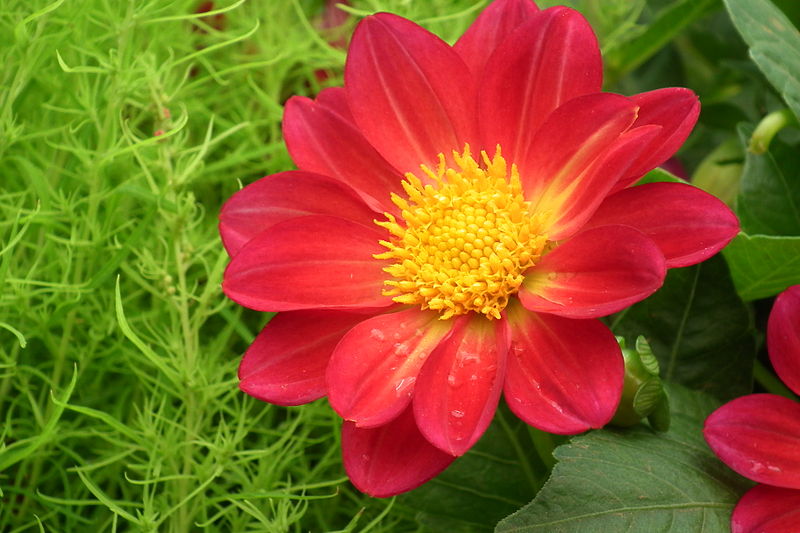800px-dahlia_at_lalbagh_flower_show_7179