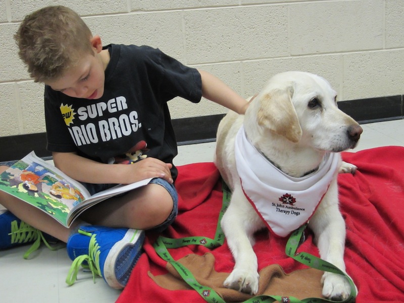 A boy reads to a St. John Ambulance therapy dog.