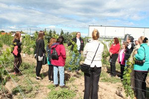 Brock grads learning about grape growing in the vineyard