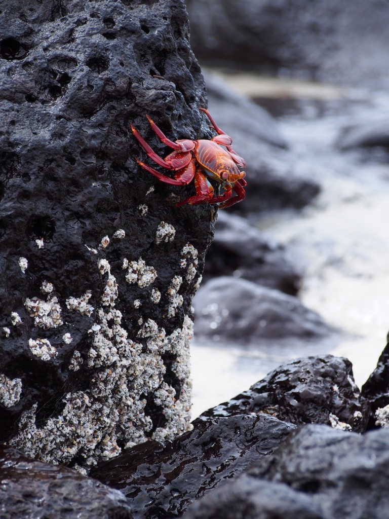 Rob Smith's photo of a crab on a rock on Santa Fe Island. 