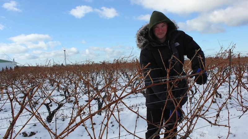 Jim Willerth collects samples of grape vines for CCOVI's VineAlert program.
