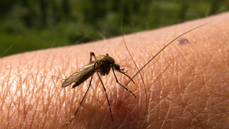 Blood thirsty mosquito on human arm