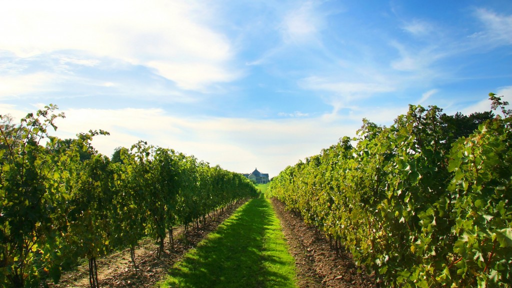 Vineyards on Niagara