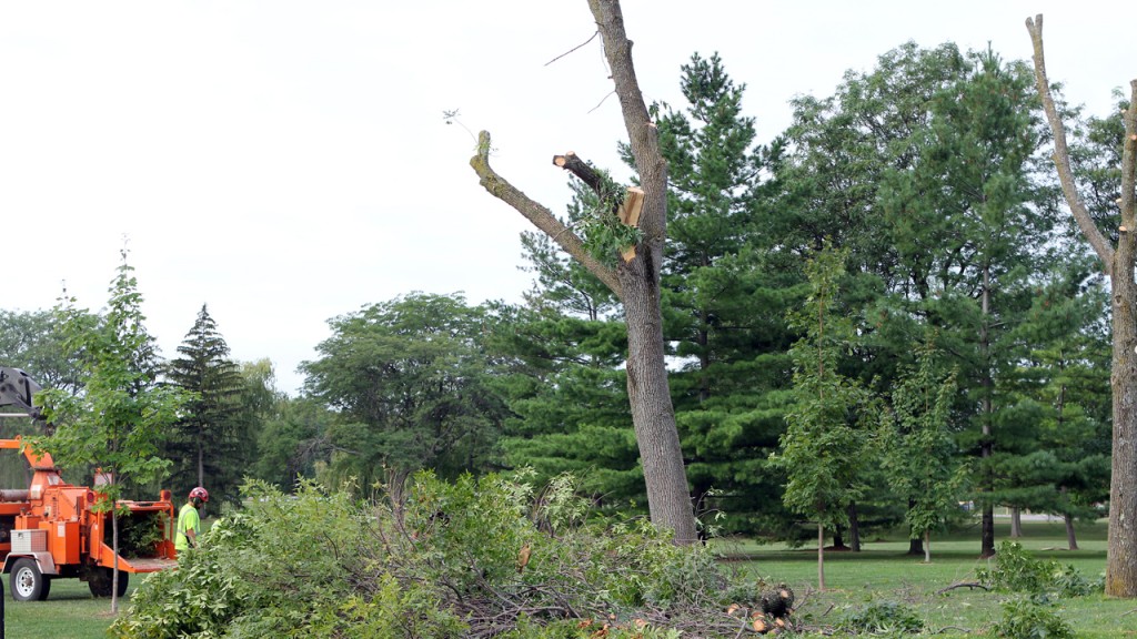 Contractors remove two Ash trees from the main campus Wednesday morning.