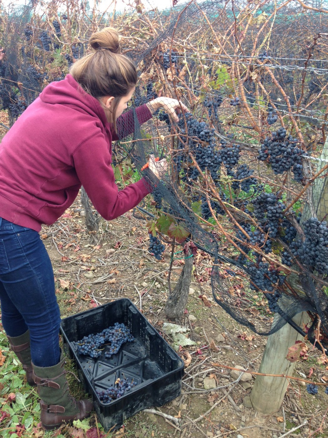 Brock University student Breanne Gillie harvests grapes for collaborative research between Brock's CCOVI and the Sticky and Sweet company in Niagara.