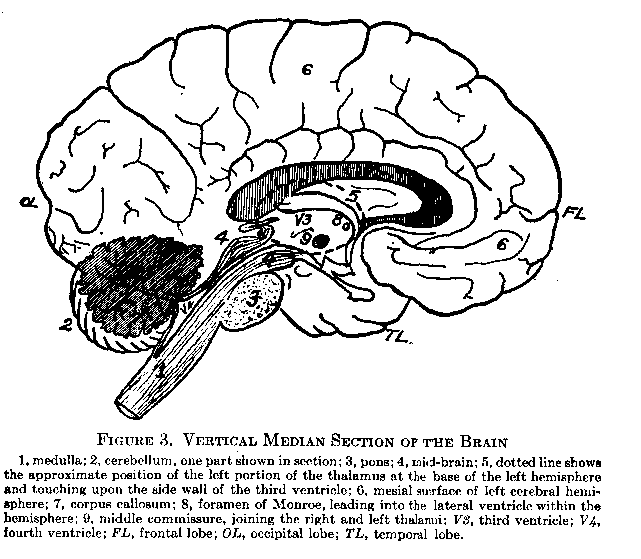 Figure 3 Vertical Median Section of the Brain