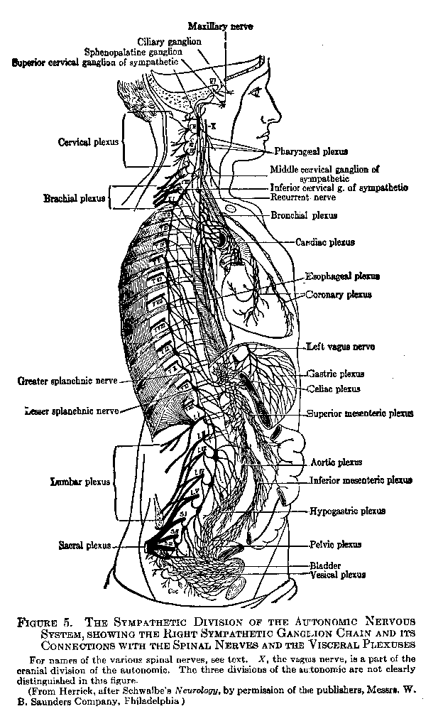 Figure 5 Division of Autonomic Nervouse System