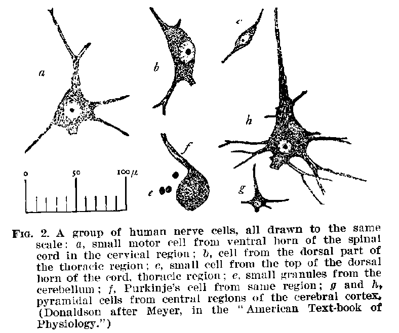 FIG. 2. A group of human nerve cells, all drawn to the same a, small motor cell from ventral horn of the spinal cord in the cervical region; b, cell from the dorsal part of the thoracic region; c, small cell from the top of the dorsal horn of the cord, thoracic region; e, small granules from the cerebellum ; f, Purkinje's cell from same region; g and h, pyramidal cells from central regions of the cerebral cortex, (Donaldson after Meyer, in the "American Text-book of Physiology.")