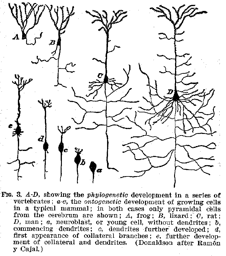 FIG. 3. A-D, showing the phylogenetic development in a series of vertebrates; a-e, the ontogenetic development of growing cells in a typical mammal; in both cases only pyramidal cells from the cerebrum are shown; A, frog; B, lizard; C, rat; D, man; a, neuroblast, or young cell, without dendrites; b, commencing dendrites; c, dendrites further developed; d, first appearance of collateral branches; e, further development of collateral and dendrites. (Donaldson after Ramon y Cajal.)
