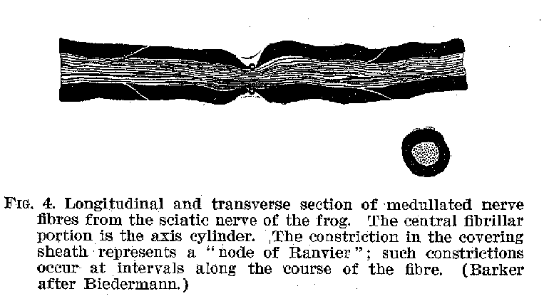 FIG. 4. Longitudinal and transverse section of medullated nerve fibres from the sciatic nerve of the frog. The central fibrillar portion is the axis cylinder. The constriction in the covering sheath represents a "node of Ranvier"; such constrictions occur at intervals along the course of the fibre. (Barker after Biedermann.)