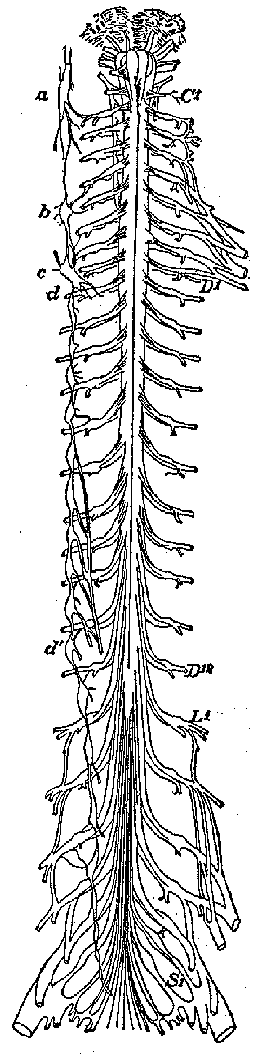 FIG. 13. Showing the ventral surface of the spinal axis, as far up as the pons. The spinal nerves appear on both sides, and on the left the sympathetic ganglia are still in connection with them. C1, first cervical root; D1, first thoracic root; D12, twelfth thoracic root; L1, first lumbar root; S1, first sacral root; a, b, c, superior, middle, and inferior cervical sympathetic ganglia ; d, first thoracic; d1, eleventh thoracic. (Donaldson after Thomson, in Quain's Anatomy.)