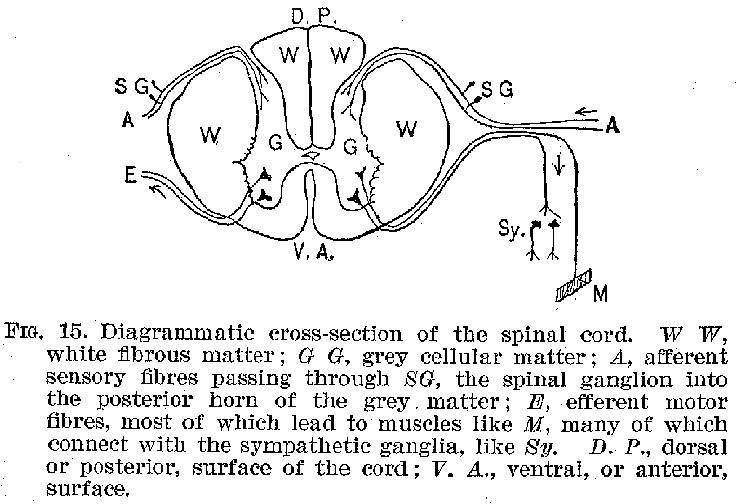 FIG. 15. Diagrammatic cross-section of the spinal cord. TV TV, white fibrous matter; G G, grey cellular matter; A, afferent sensory fibres passing through SG, the spinal ganglion into the posterior born of the grey matter; E, efferent motor fibres, most of which lead to muscles like .1-1, many of which connect with the sympathetic ganglia, like Sy. D. P., dorsal or posterior, surface of the cord; V. A., ventral, or anterior, surface.