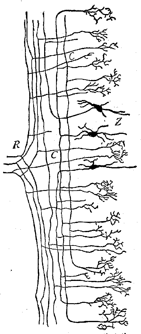 FIG 17 Longitudinal section of the cord to show the branch ing Of incoming root fibres in dorsal col- umns. Above are three (R) root fibres each Of which forms two pri ncipal branches. These give Off at right angles other branches collaterals, CC, which terminate in brushes. Z, Central cells, whose neurones give off similar collaterals. (Donaldson after Ramon y Cajal.)