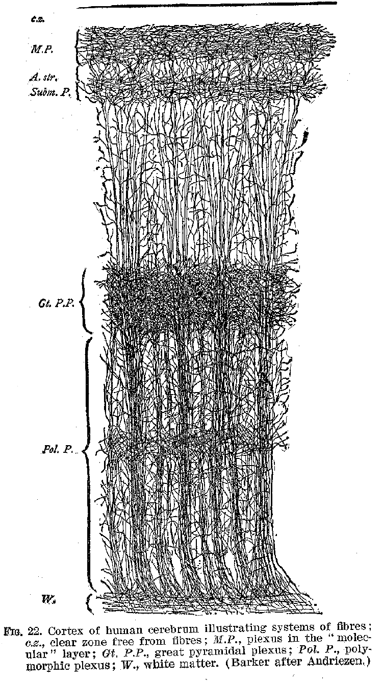 FIG 22. Cortex of human cerebrum illustrating systems of fibres; c.z., clear zone free from fibres ; M.P., plexus in the "molecular" layer; Gt, P.P., great pyramidal plexus; P07. P., polymorphic plexus; W., white matter. (Barker after Andriezen.)