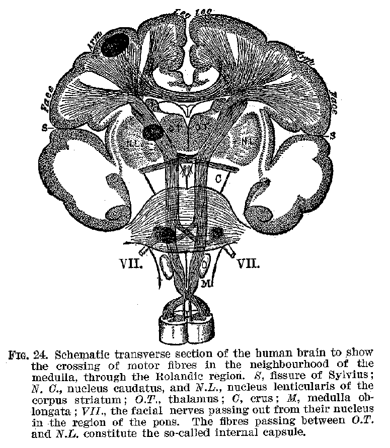 FIG 24. Schematic transverse section of the human brain to show the crossing of inotor fibres in the neighbourhood of the medulla, through the Rolandic region. S, fissure of Sylvius; N. C., nucleus caudatus, and N.L., nucleus lenticularis of the corpus striatum; O.T., thalamus; C, crus; M, medulla oblongata; VII, the facial nerves passing out from their nucleus in the region of the pons. The fibres passing between O.T. and N.L. constitute the so-called internal capsule.