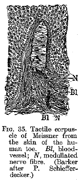 FIG 35. Tactile corpuscle of Meissner from the skin of the human toe. Bl, blood-vessel; N, medullated nerve fibre. (Barker after P. Schiefferdecker.)