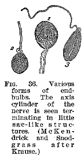FIG 36. Various forms of endbulbs. The axis cylinder of the nerve is seen terminating in little sac-like structures. (McKendrick and Snodgrass after Krause.)