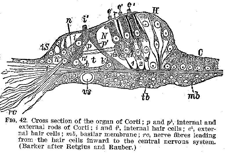 FIG. 42. Cross section of the organ of Corti; p and p1, internal and external rods of Corti: i and i1, internal hair cells; el, external hair cells; mb. basilar membrane: re, nerve fibres leading from the hair cells inward to the central nervous system. (Barker after Retgius and Rauber.)