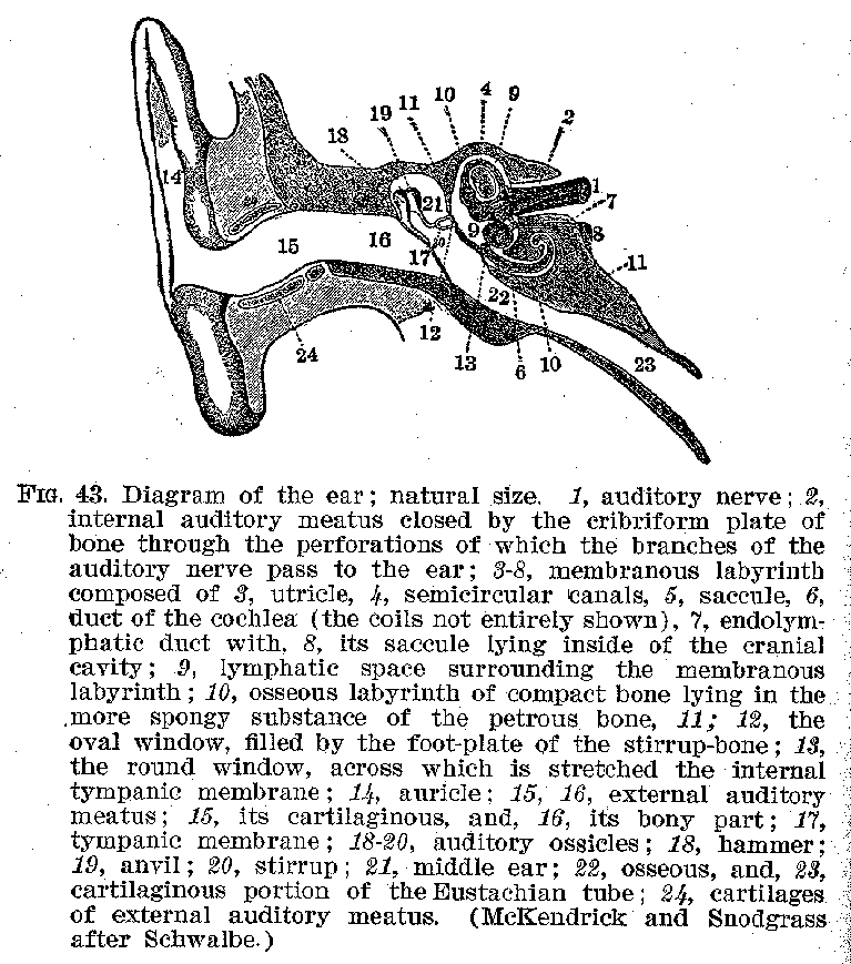FIG. 43. Diagram of the ear; natural size. 1, auditory nerve; 2, internal auditory meatus closed by the cribriform plate of bone through the perforations of which the branches of the auditory nerve pass to the ear; 3-8, membranous labyrinth composed of 3, utricle, 11, semicircular canals 5, saccule, 6, duct of the cochlea (the coils not entirely shown), 7, endolymphatic duct with, 8, its saccule lying inside of the cranial cavity; 9, lymphatic space surrounding the membranous labyrinth; 10, osseous labyrinth of compact bone lying in the more spongy substance of the petrous bone, 11; 12, the oval window, filled by the foot-plate of the stirrup-bone; 13, the round window, across which is stretched the internal tympanic membrane; 14, auricle: 15, 16, external auditory meatus: 15, its cartilaginous, and, 16, its bony part; 17, tympanic membrane.; 18-20, auditory ossicles; 18, hammer; 19, anvil; 20, stirrup; 21, middle ear; 22, osseous, and, 23, cartilaginous portion of the Eustaebian tube; 24, cartilages of external auditory meatus. (McKendrick and Snodgrass after Schwalbe.)