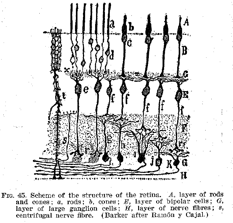 FIG. 45. Scheme of the structure of the retina. A, layer of rods and cones ; a. rods: to, cones E. layer of bipolar cells; Go layer of large ganglion cells He layer of nerve fibres; a, centrifugal nerve fibre. (Barker after Ramon y Cajal.)
