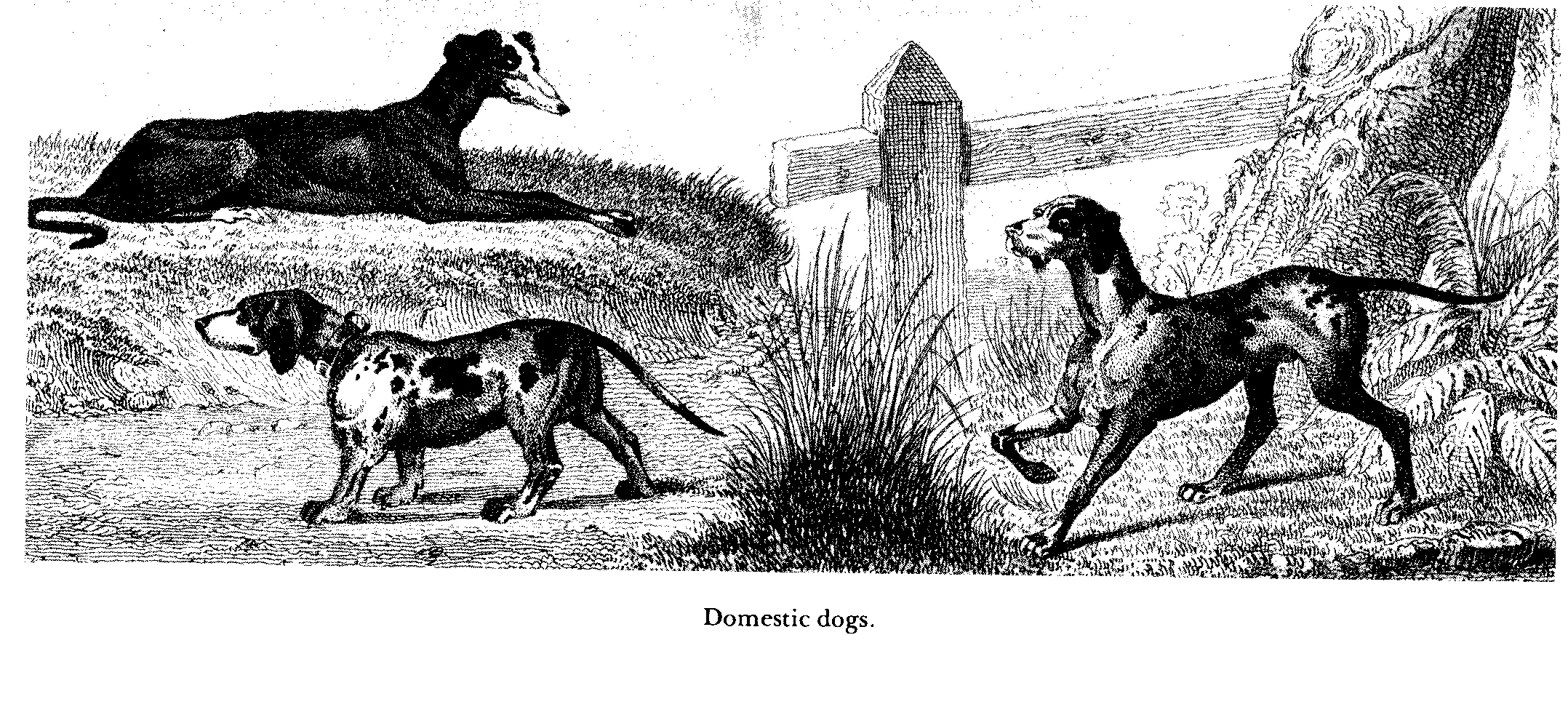 domestic dogs