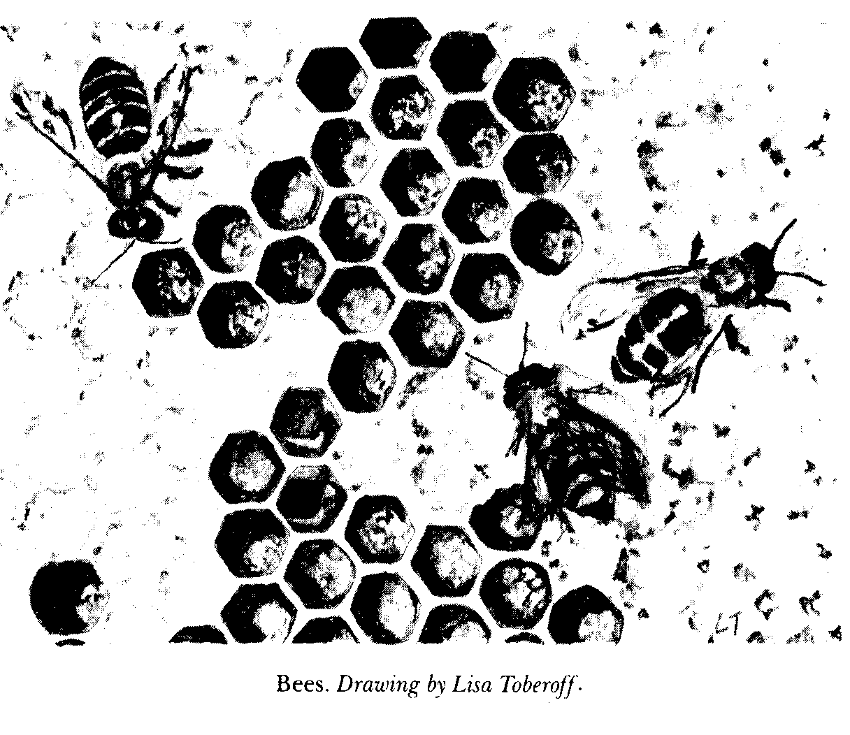 Bees Drawing by Lisa Toberoff