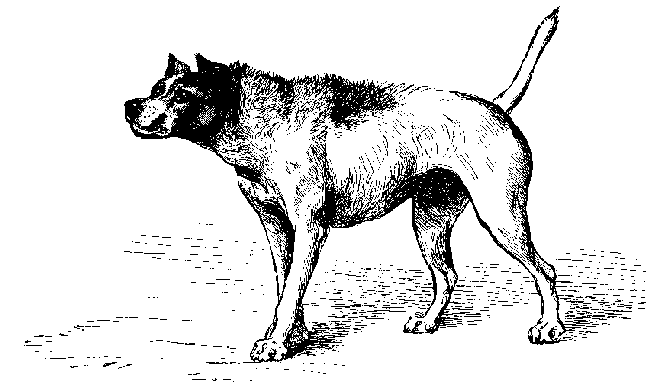 Fig. 5. -- Dog approaching another dog with hostile intentions. By