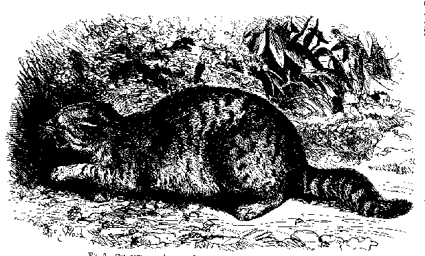 Fig. 9. -- Cat, savage and prepared to fight, drawn from life by