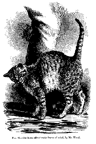 Fig. 10. -- Cat in an affectionate frame of mind, by Mr. Wood.
