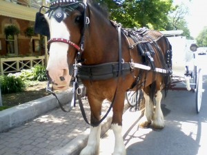 Horse and carriage ride in Niagara-on-the-Lake. Photo by Joe Ross.