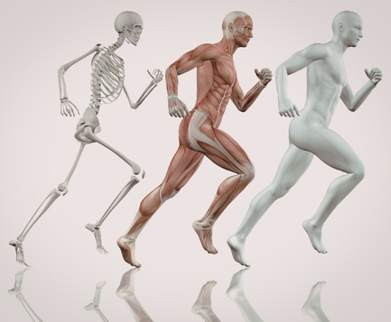 Skeletal to muscular System Running medical drawing