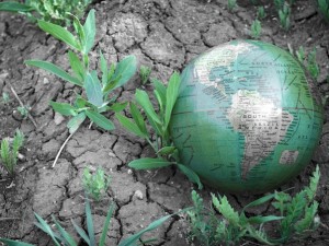 A globe in a dry field with small plants growing around it.