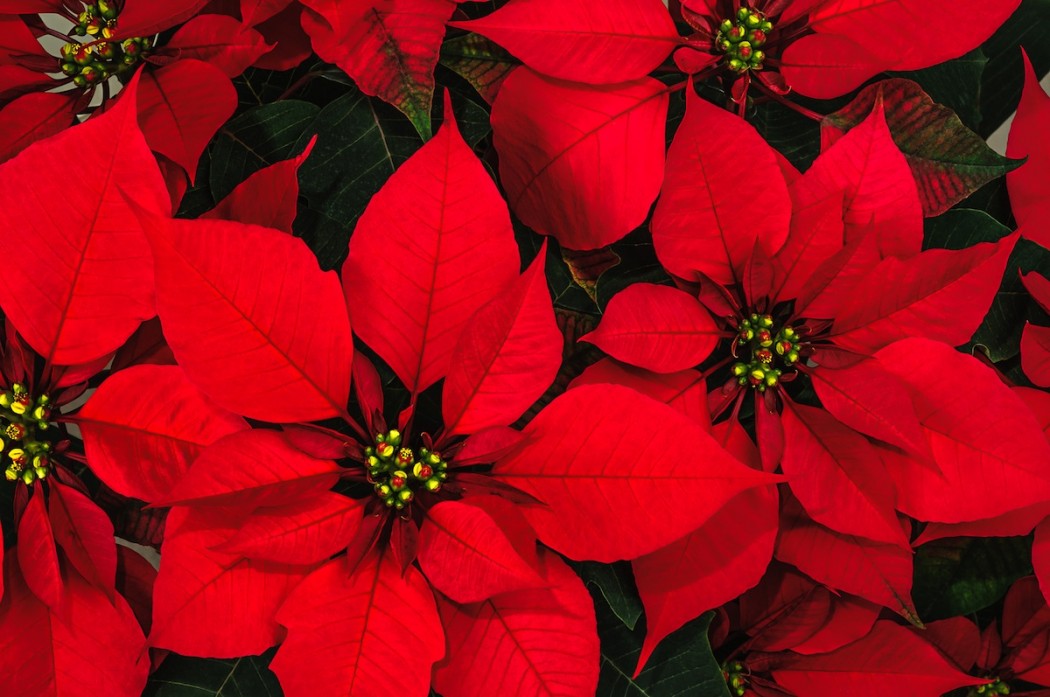 Get on top of your holiday gift list by purchasing a poinsettia from 