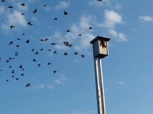 A flock of starlings take off as a kestrel arrives back at its nest box at one of the research trial sites.