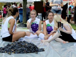 Grapes are piled on plastic before the annual Brock University Grape Stomp gets underway.