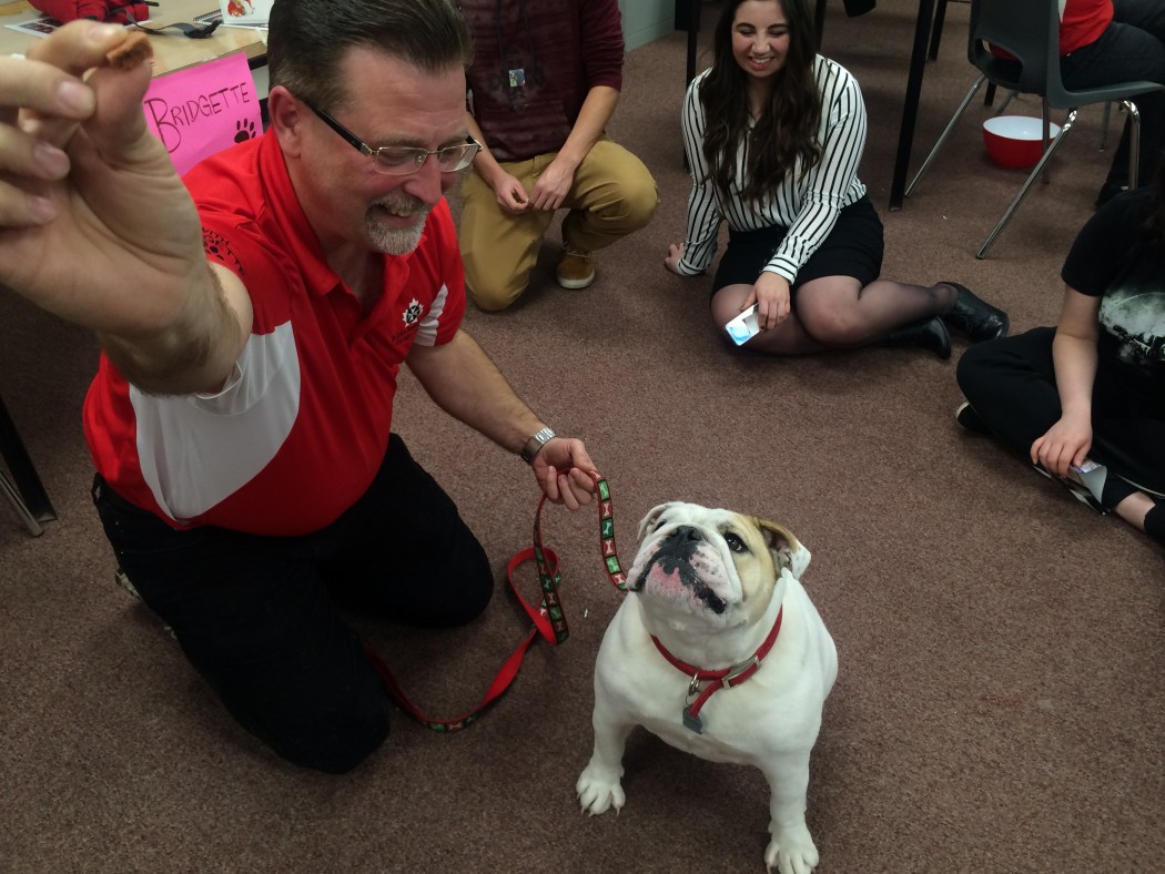 Denis Dallaire of St. John Ambulance entices therapy dog Bridgette, an English Bulldog.