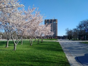 Cherry blossoms April 2016