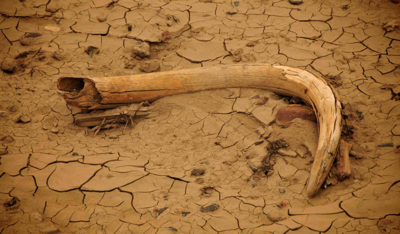 Woolly Mammoth bone