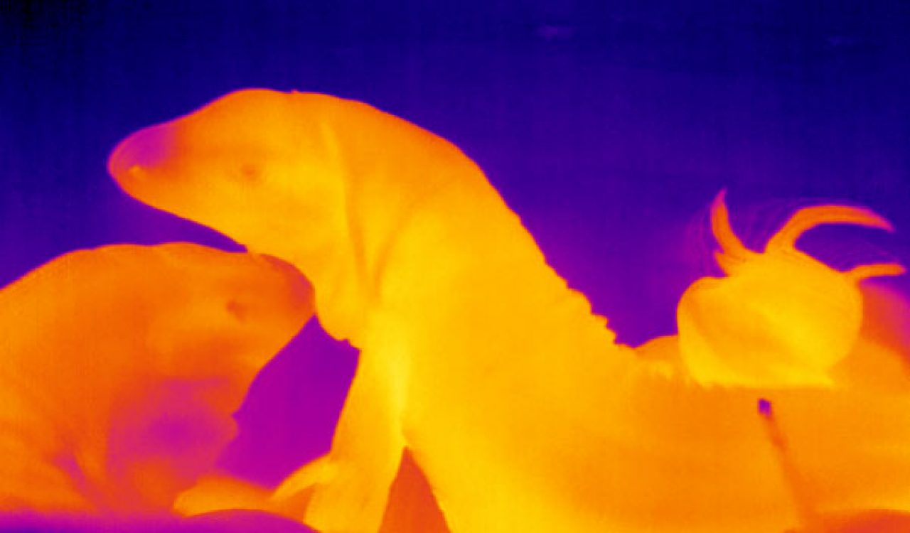 Brock University’s photo “Burning Love” is a thermal image of two tegu lizards, one rubbing its head against the other.