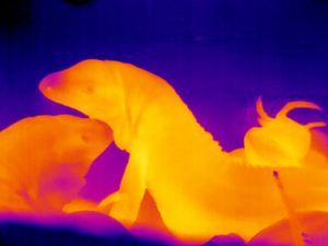 Brock University’s photo “Burning Love” is a thermal image of two tegu lizards, one rubbing its head against the other.