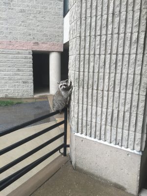 A raccoon spotted at Brock University.
