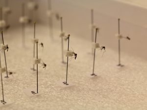 Samples of the rare Aedes Albopictus mosquito species, which have been found in Windsor. They are a potential vector for Zika virus. These were on display Friday at a press conference at Brock University.