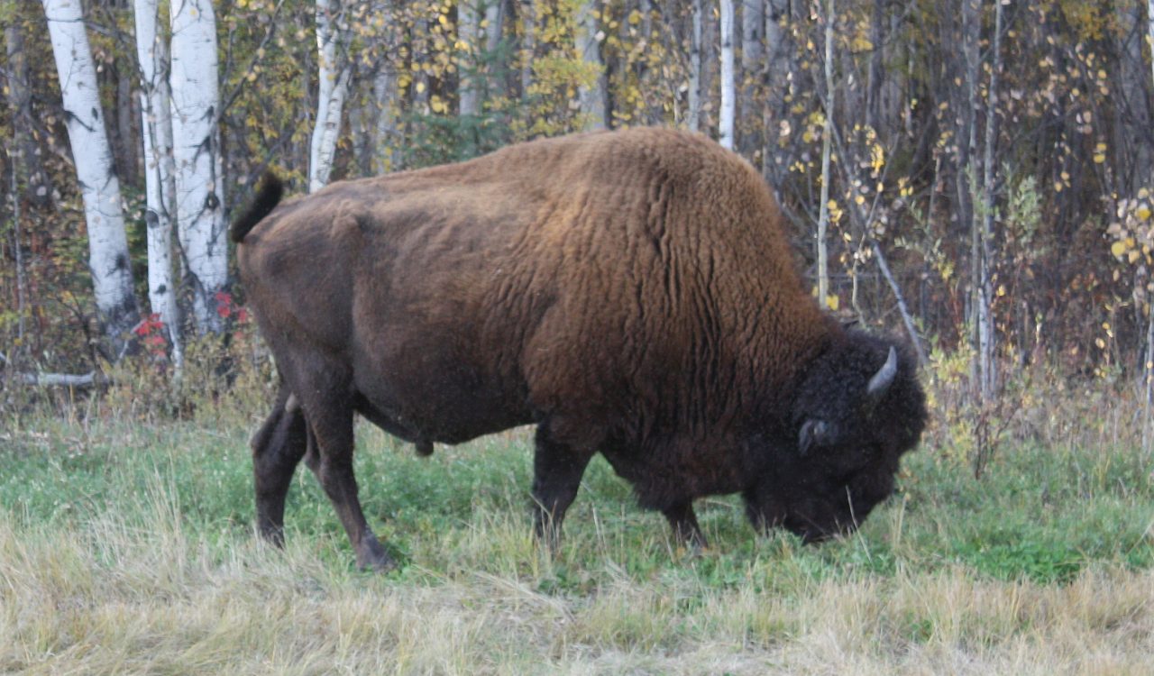 Wood Bison