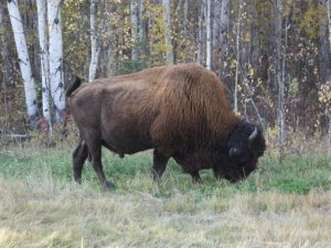 Wood Bison